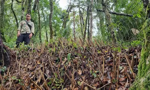 Nơm nớp lo bị trộm sâm Ngọc Linh